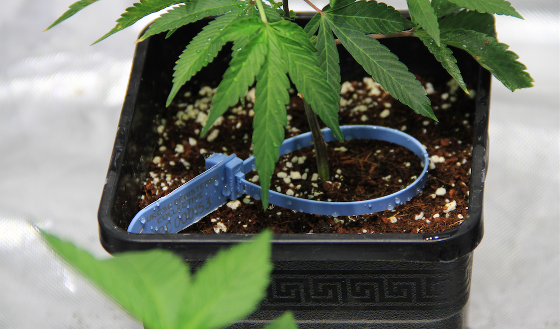 How Can You Avoid Prosecution for Growing Your Own Weed?