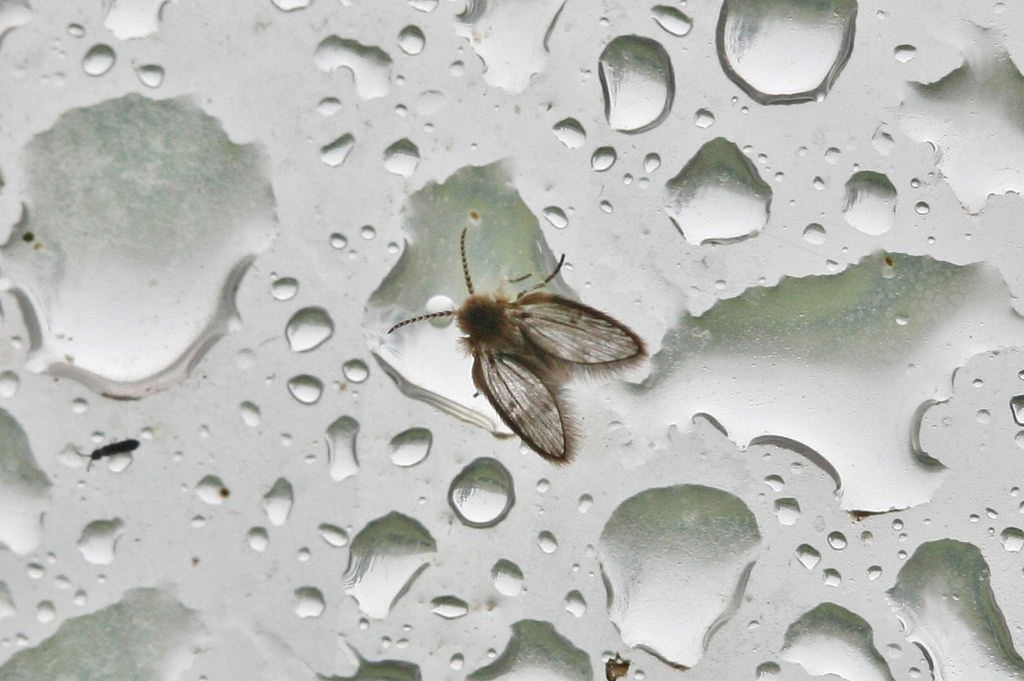 Como Eliminar Mosquitinhos Do Banheiro