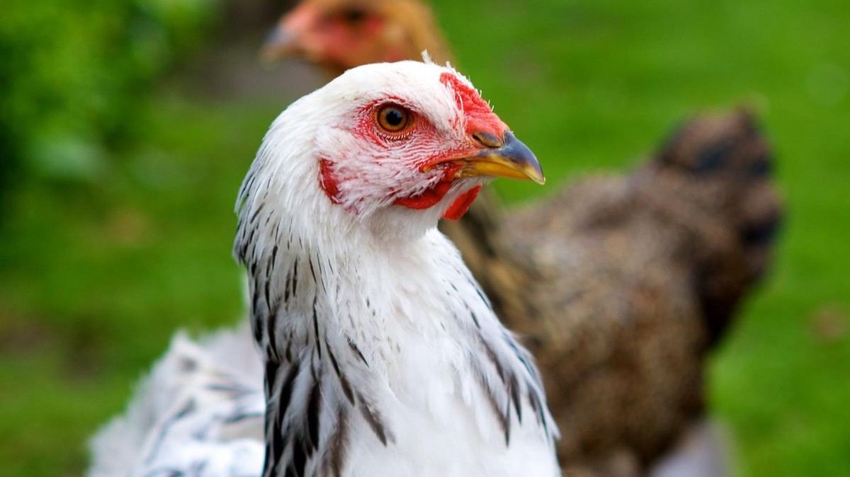 Sosok Ayam Raksasa Bikin Takut Pengguna Internet Sedunia VICE