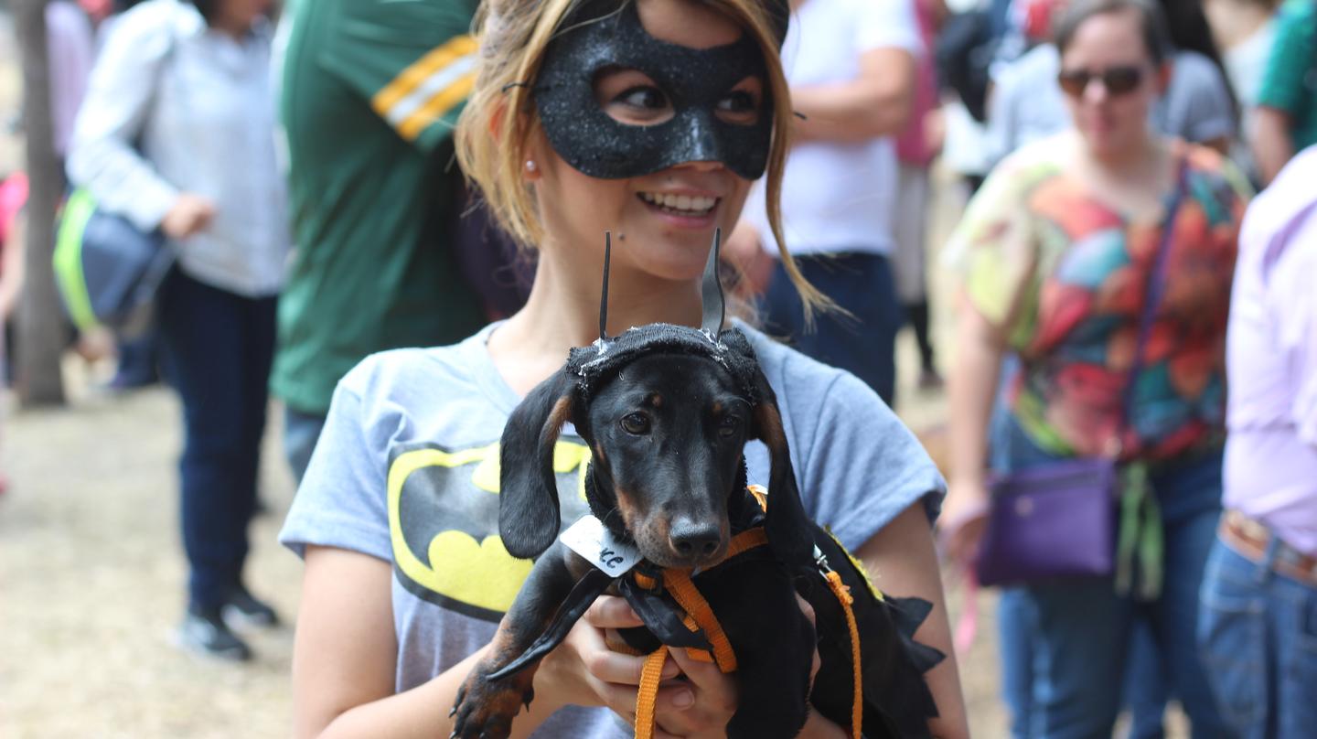 Fotos do Dia Nacional do Cachorro Salsicha no México