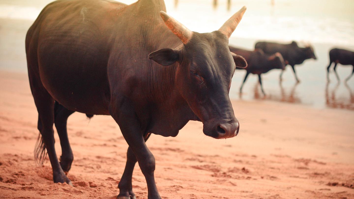 India's War on Beef Is Heating Up Again