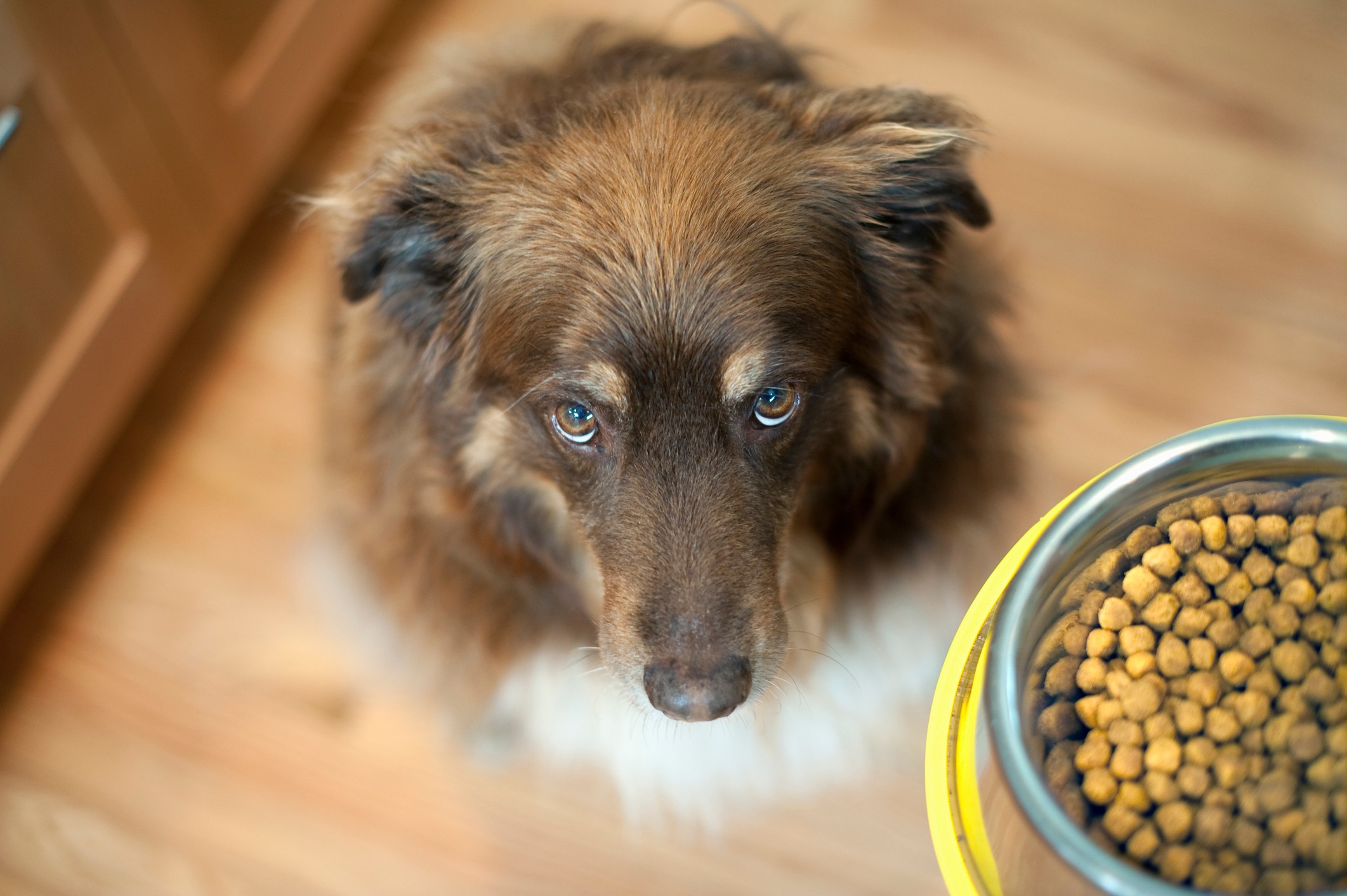 What Happens When A Human Eats Pet Food Tonic