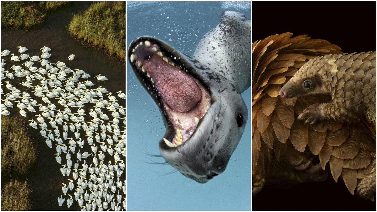 Legendary NatGeo Photographers Are Selling Signed Prints for Only $100