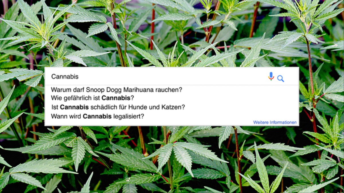 Cannabis: Wir beantworten die 40 meistgegoogelten Fragen