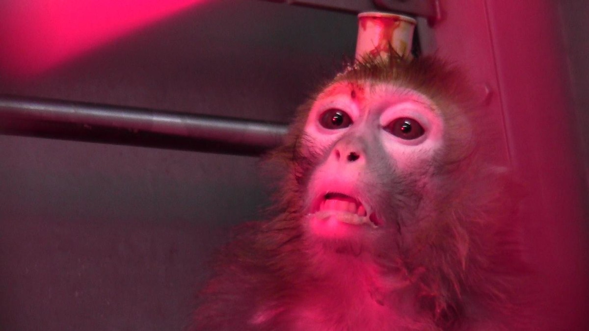 Едят мозги обезьяны. Поедание мозга живой обезьяны. Деликатес мозг живой обезьяны.