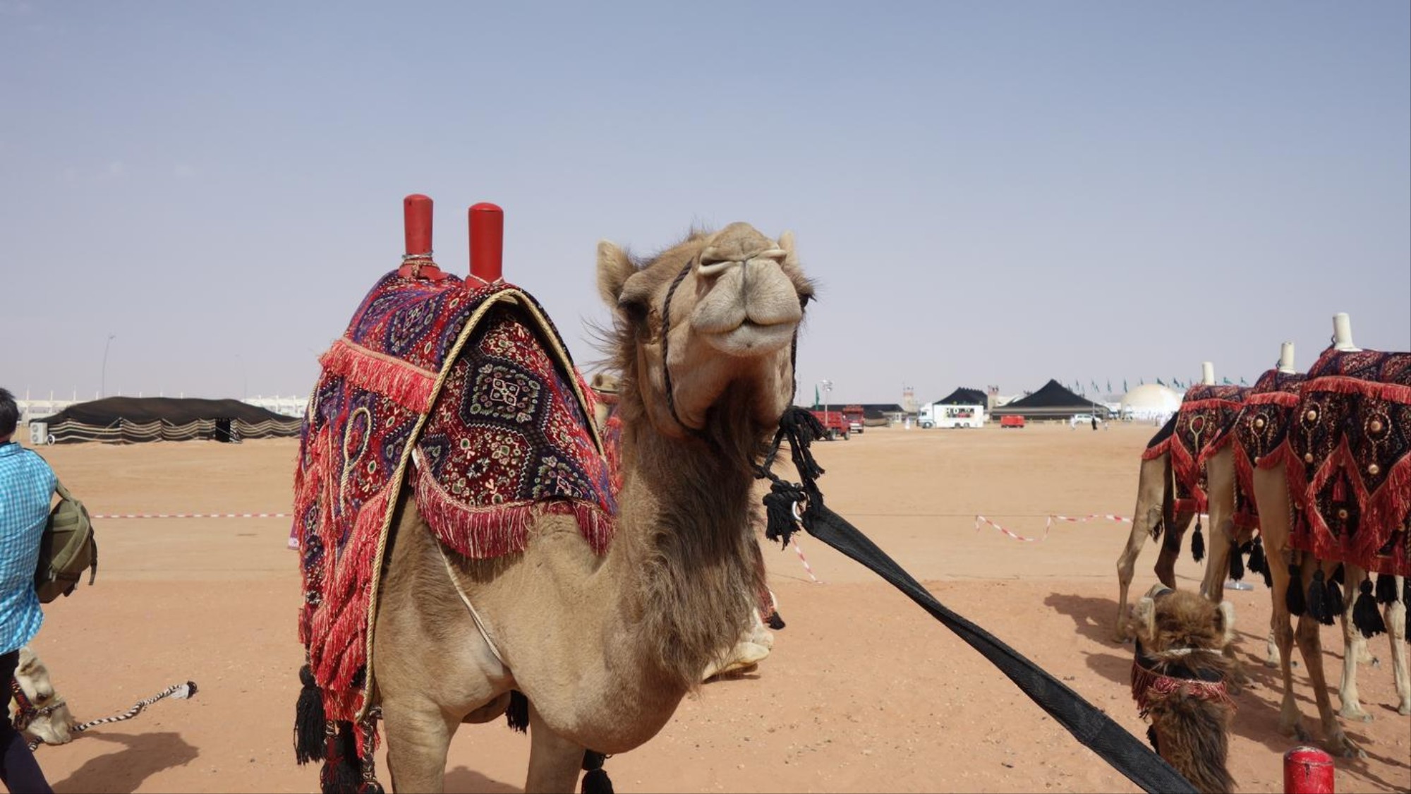 Kisah Kisah Kocak Dan Unik Dari Festival Unta Raja Saudi Vice
