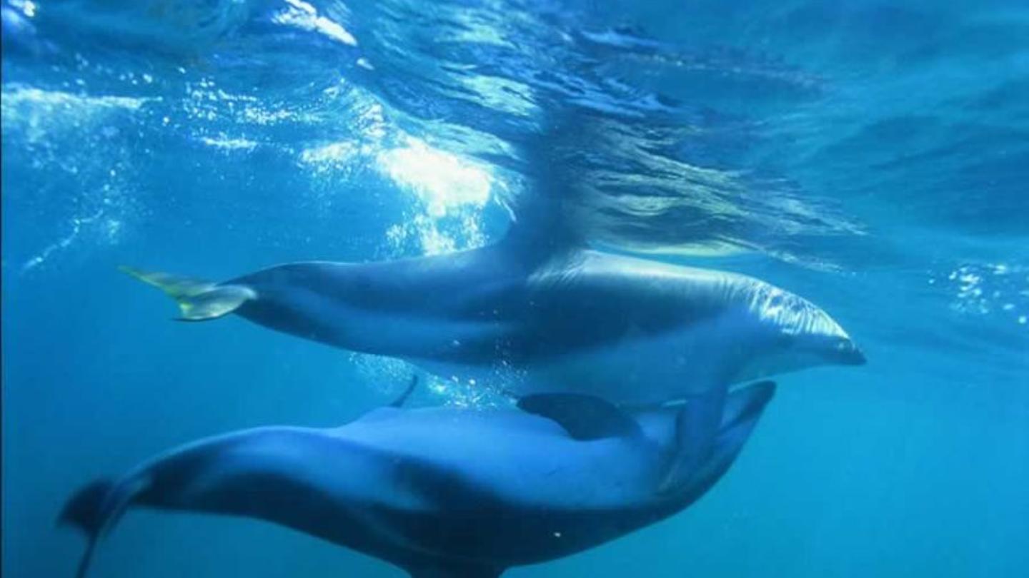 Biólogos hacen que delfines muertos tengan sexo en el nombre de la ciencia