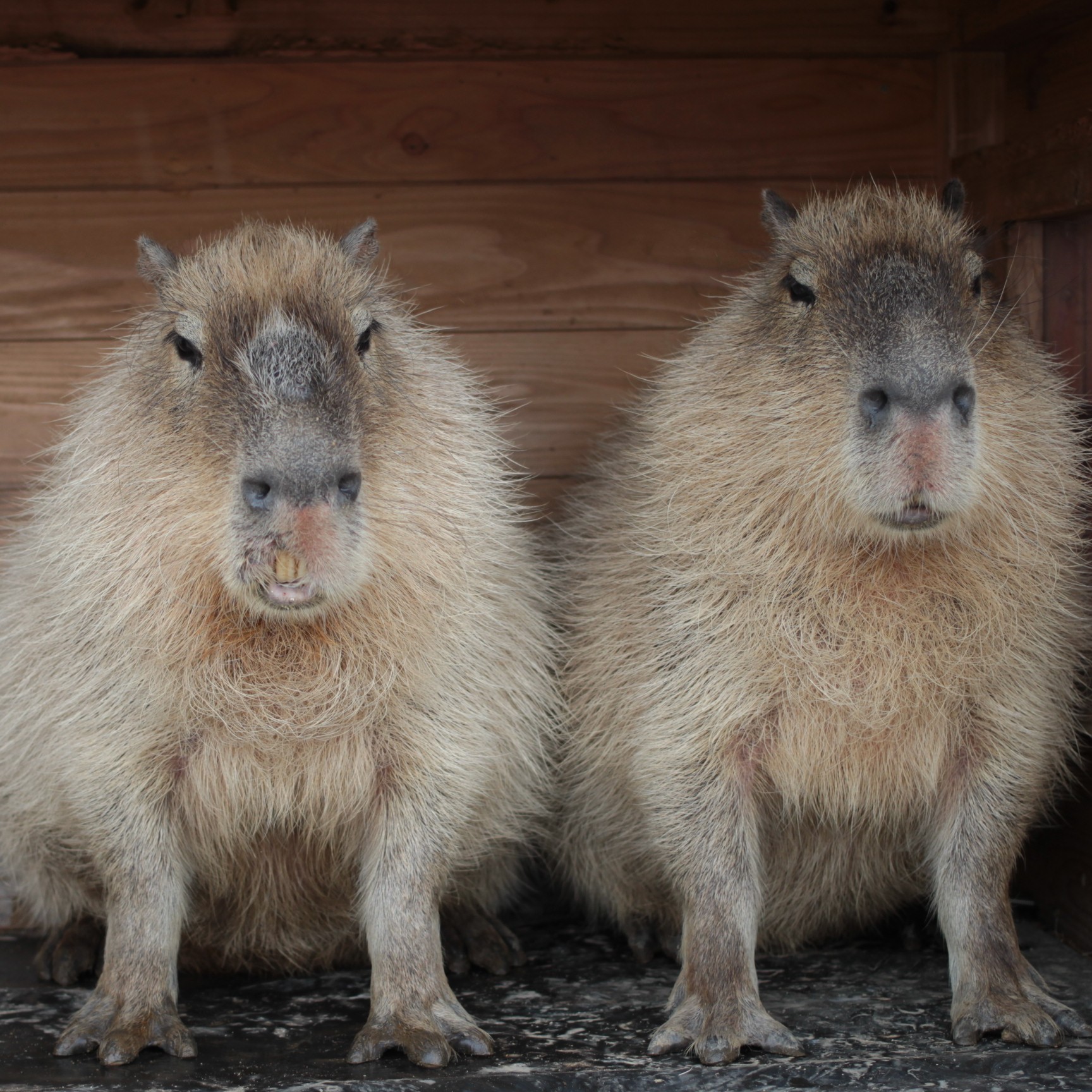 Toronto Is Cracking Down on Therapy Capybaras