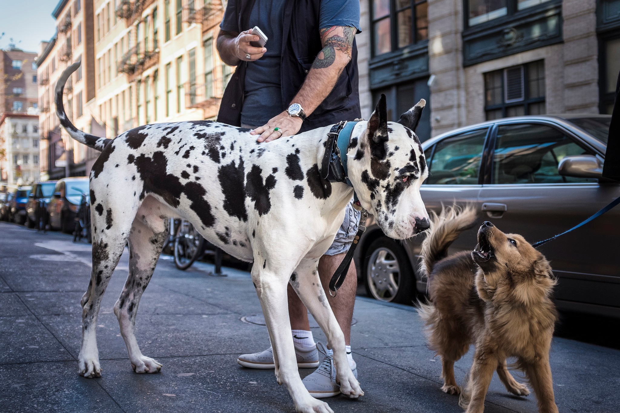 The top trending name for NYC dogs is 'Chicken