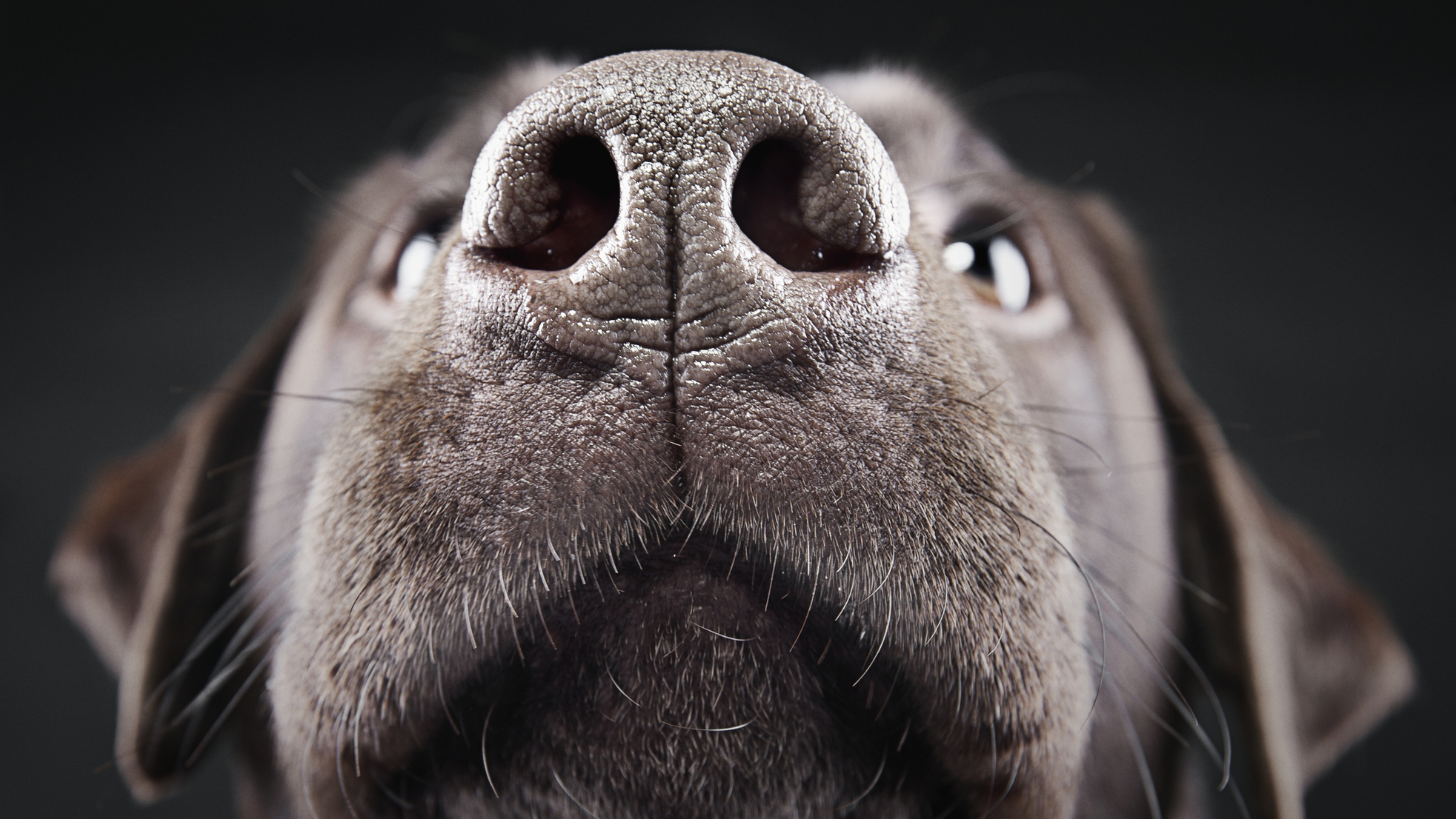 You Really Can’t Compare Human Noses to Dog Noses