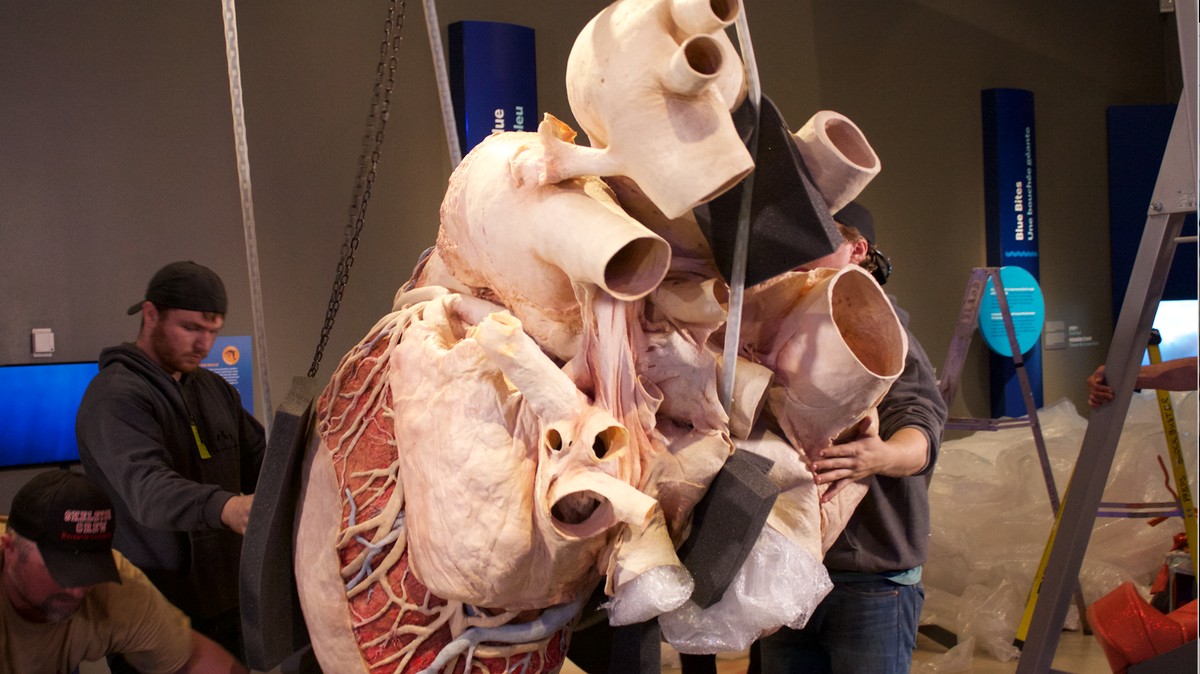 This 600-Pound Preserved Blue Whale Heart Will Last 1,000 Years