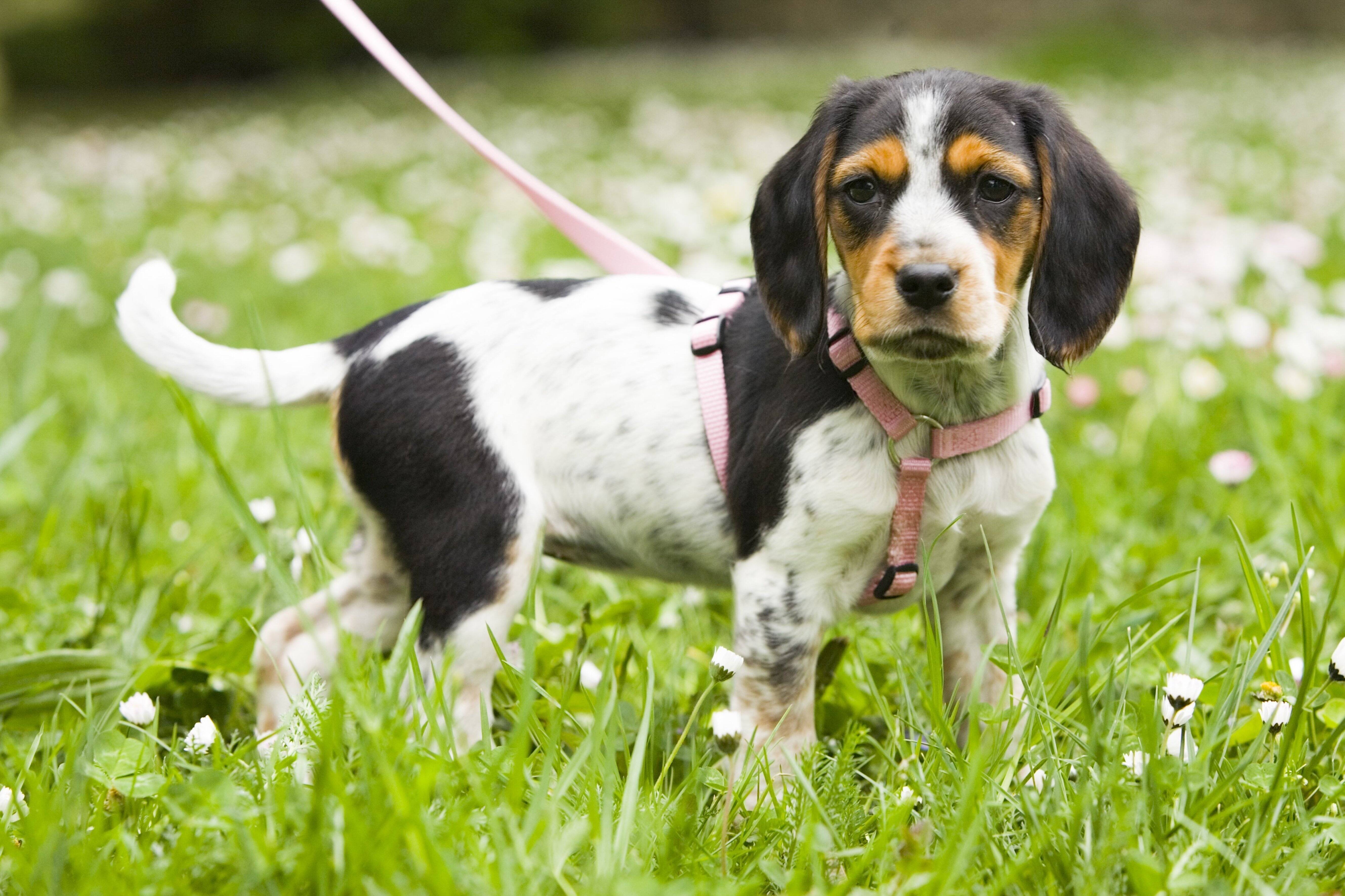 Animalische Leidenschaft Frauen, die Sex mit Hunden haben