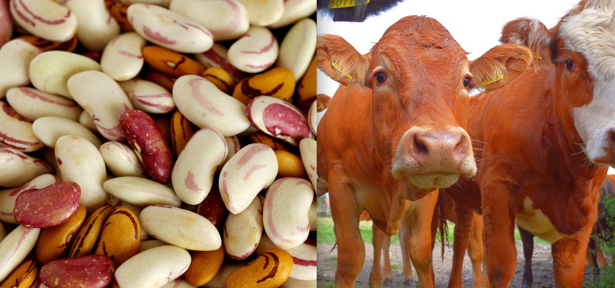 Study Says Beans Actually Make Us Less Gassy than Meat VICE