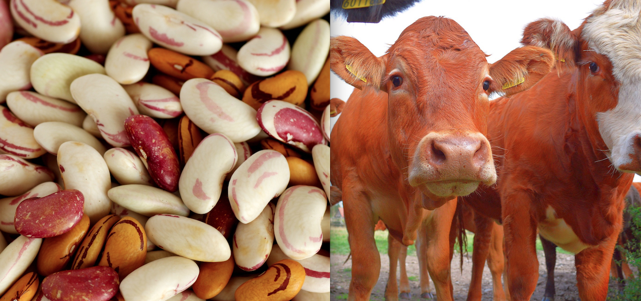 Study Says Beans Actually Make Us Less Gassy than Meat