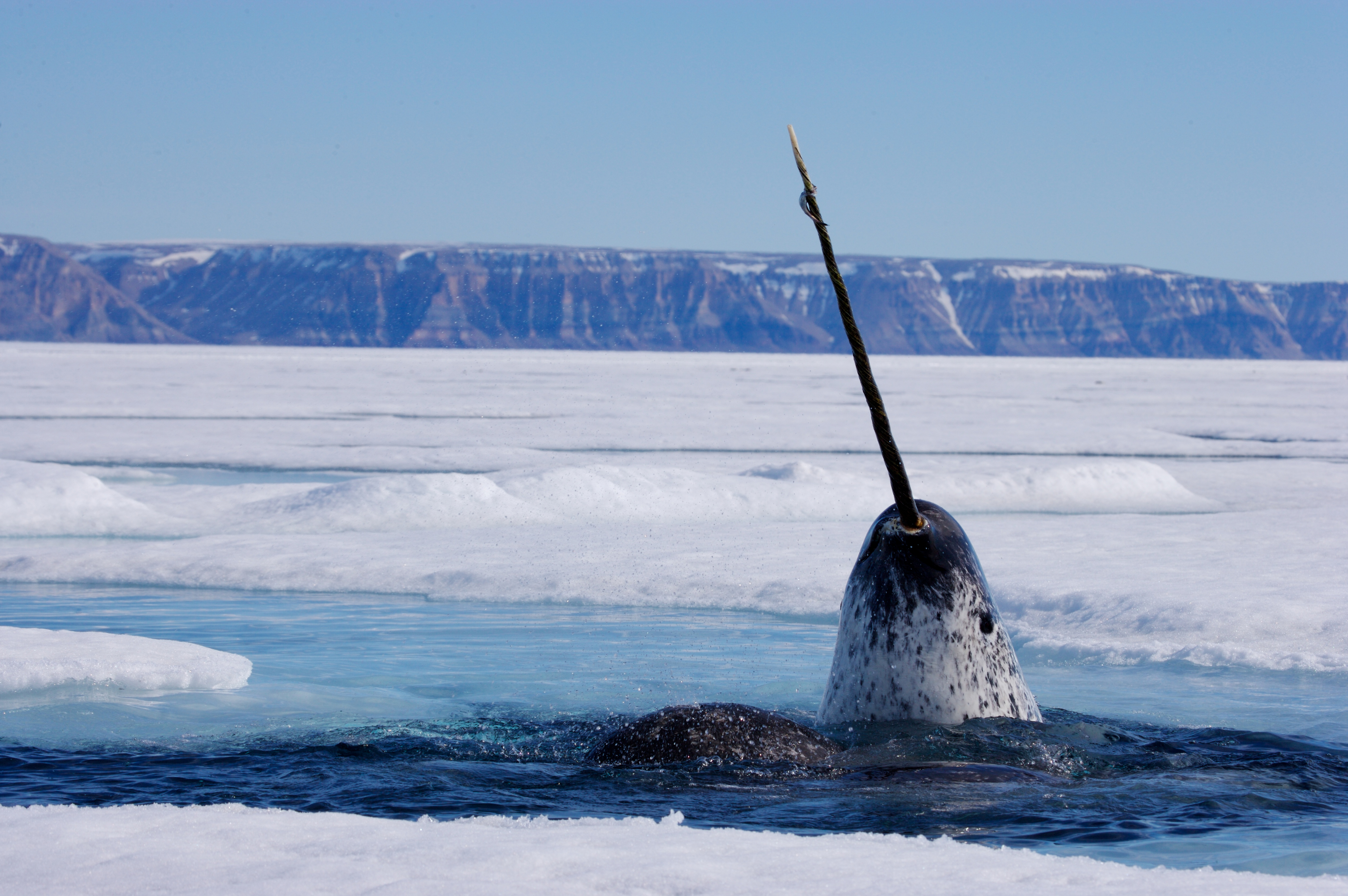 Narwhals Smack Fish Around With Their Horns Before Eating Them