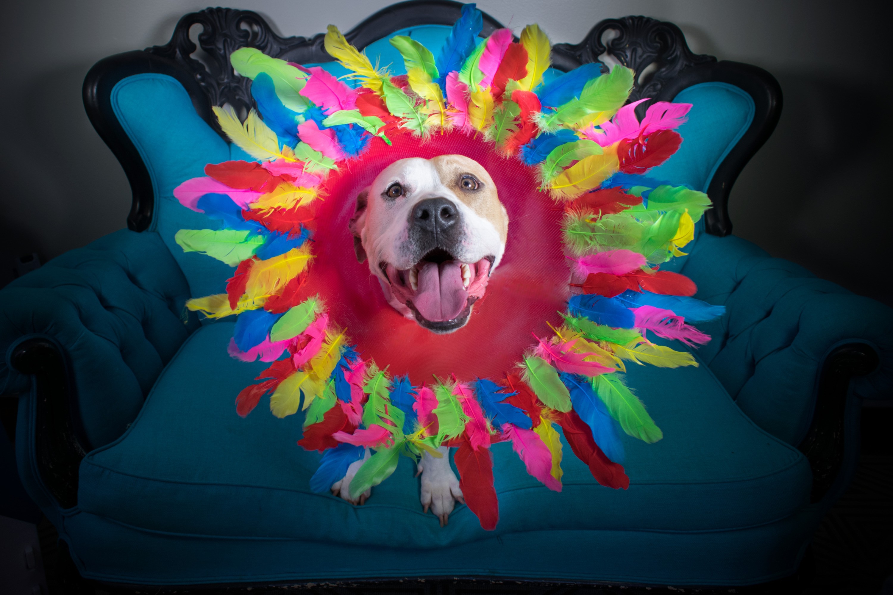 Flower cone outlet of shame