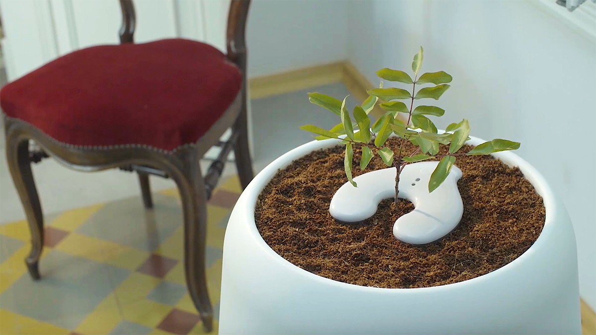 Grow a Tree from Human Remains With This Connected Urn