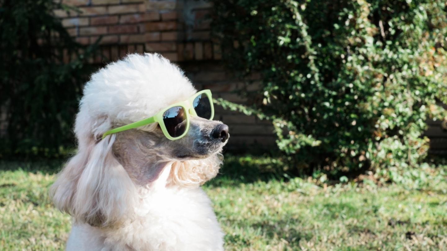 Qué mascotas no tienen problema con tu periodo