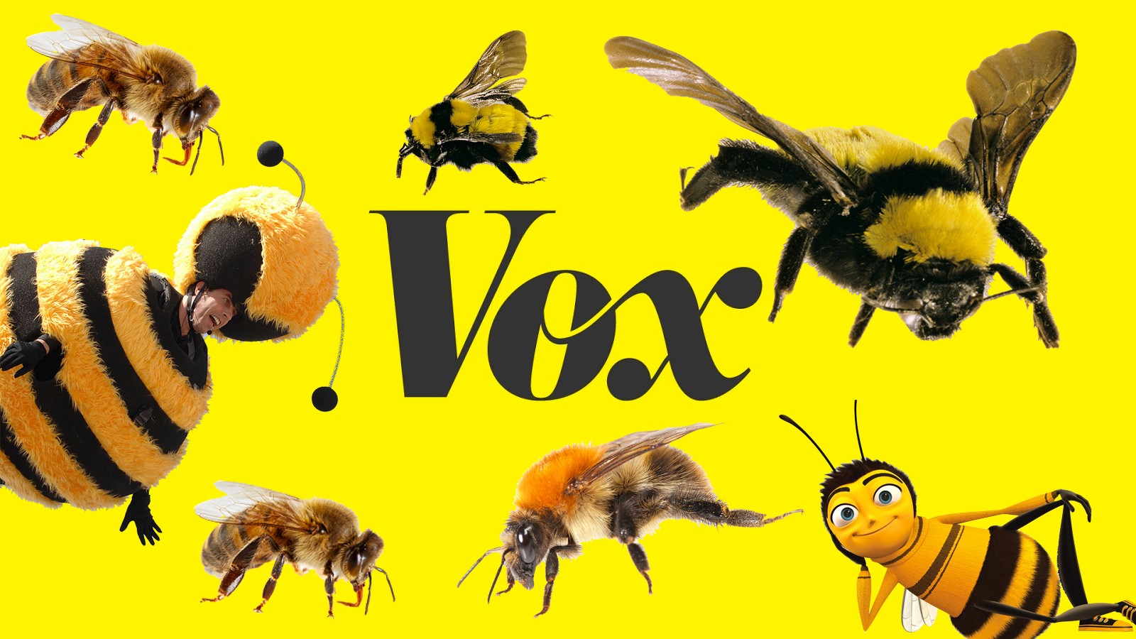 Honey bees are not in peril. These bees are. - Vox