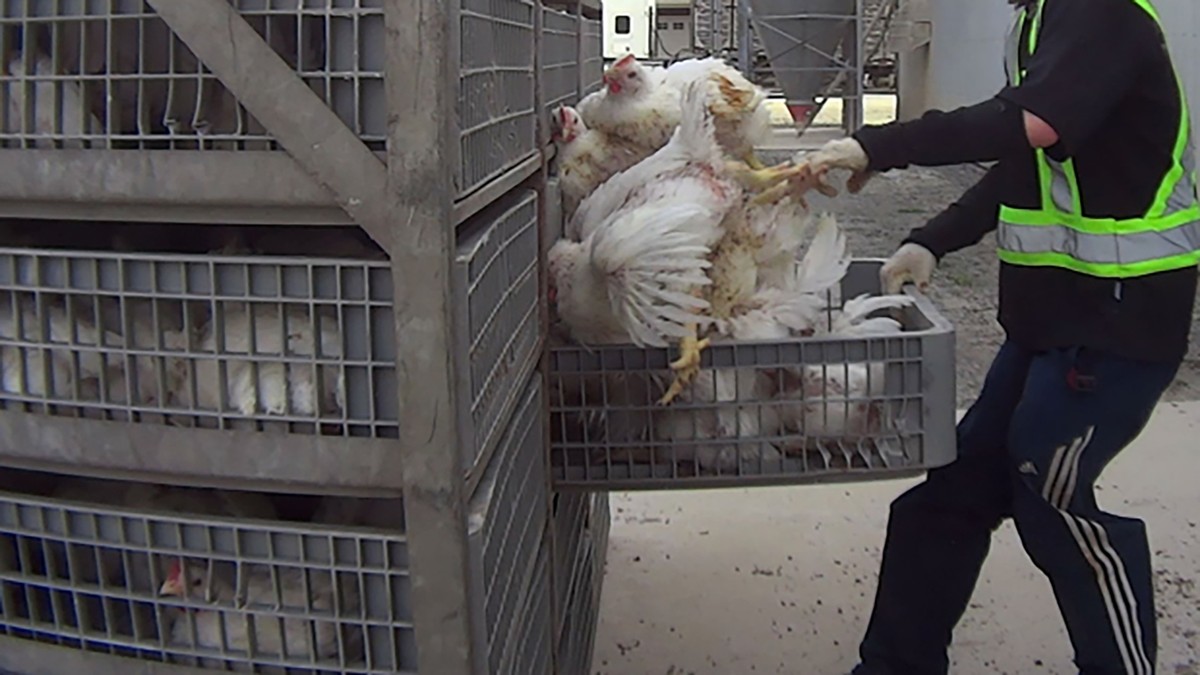 Five Canadian Farm Workers Fired After Horrific Video Shows Chickens