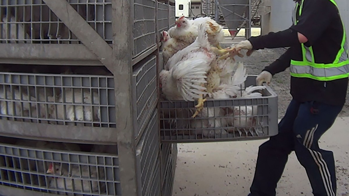 Five Canadian Farm Workers Fired After Horrific Video Shows Chickens 