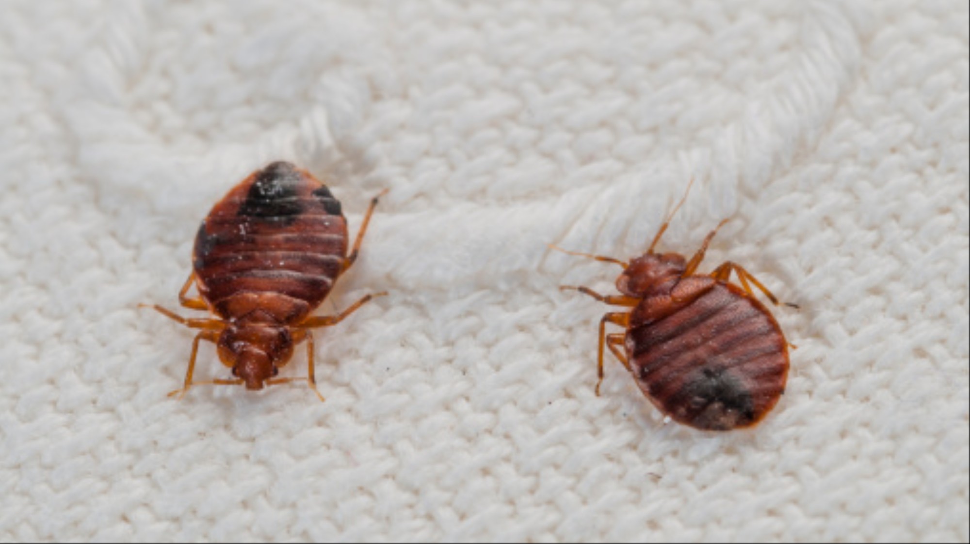 Will I Get Bed Bugs From Ing Used Stuff Vice