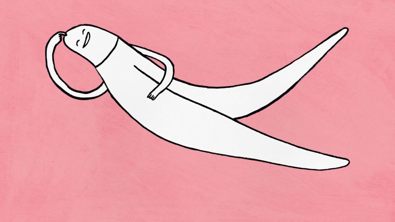 Let This Adorable Animation Womansplain the Clitoris