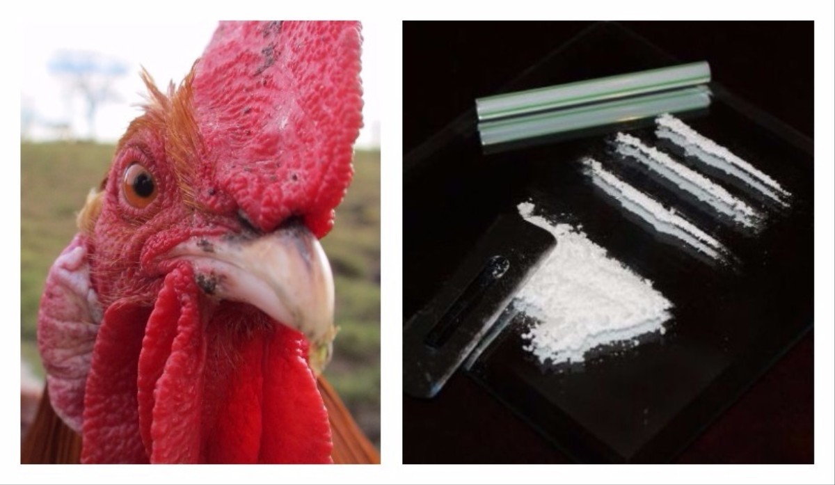 Your AllNatural Chicken Might Contain Ketamine MUNCHIES