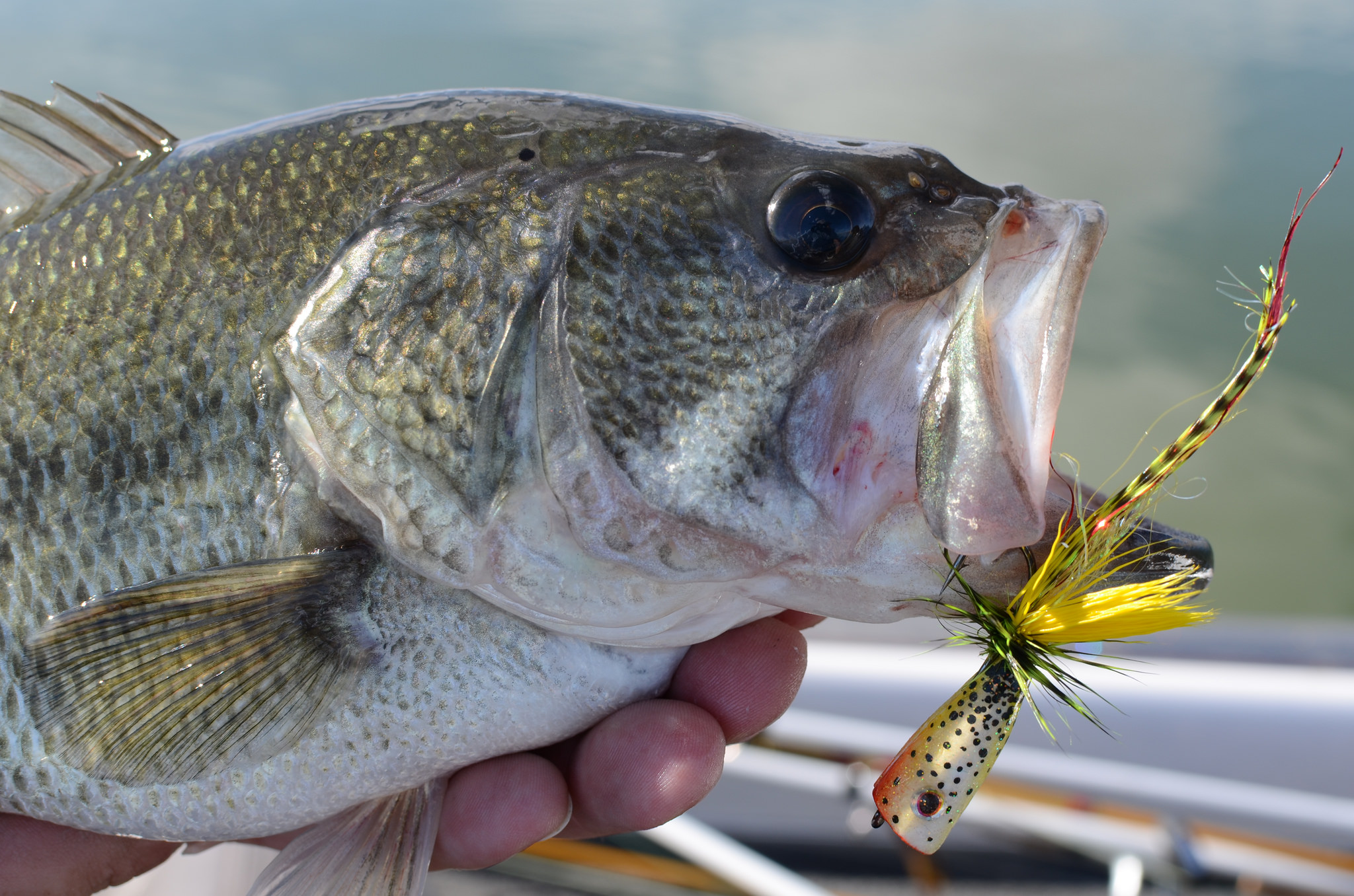 2794  Old skool, Fishing lures, Flickr