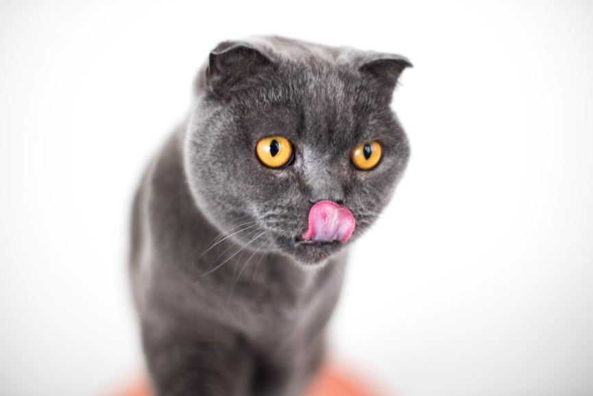 Would Your Pet Cat Eat You If You Suddenly Died?