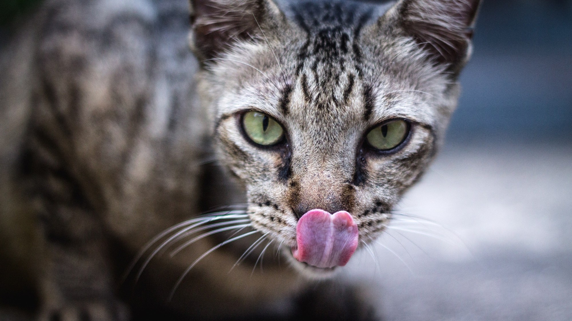 Würde Deine Katze Dein Gesicht Fressen Wenn Du überraschend