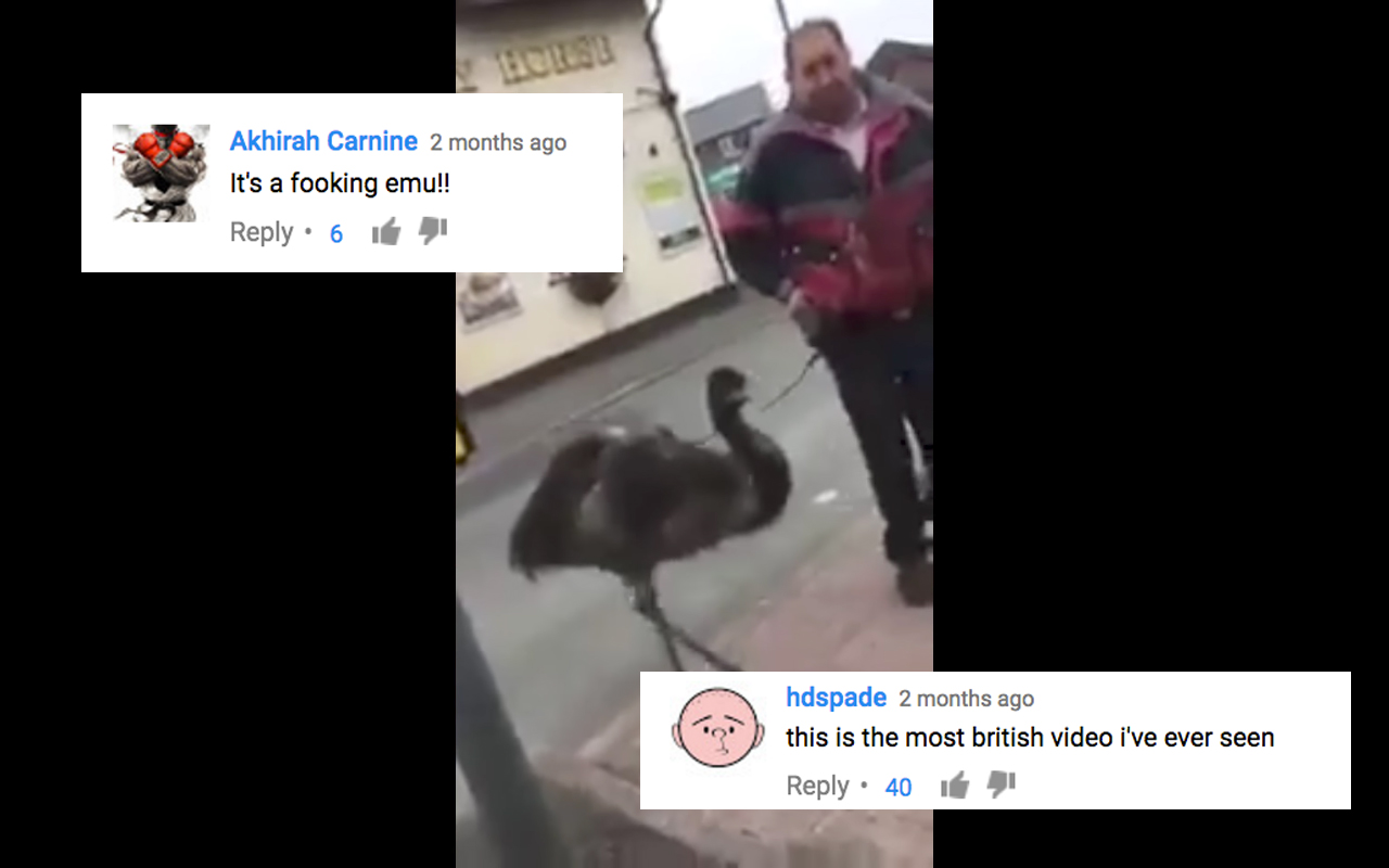 1500470192080-emu1.jpeg?image-resize-opt