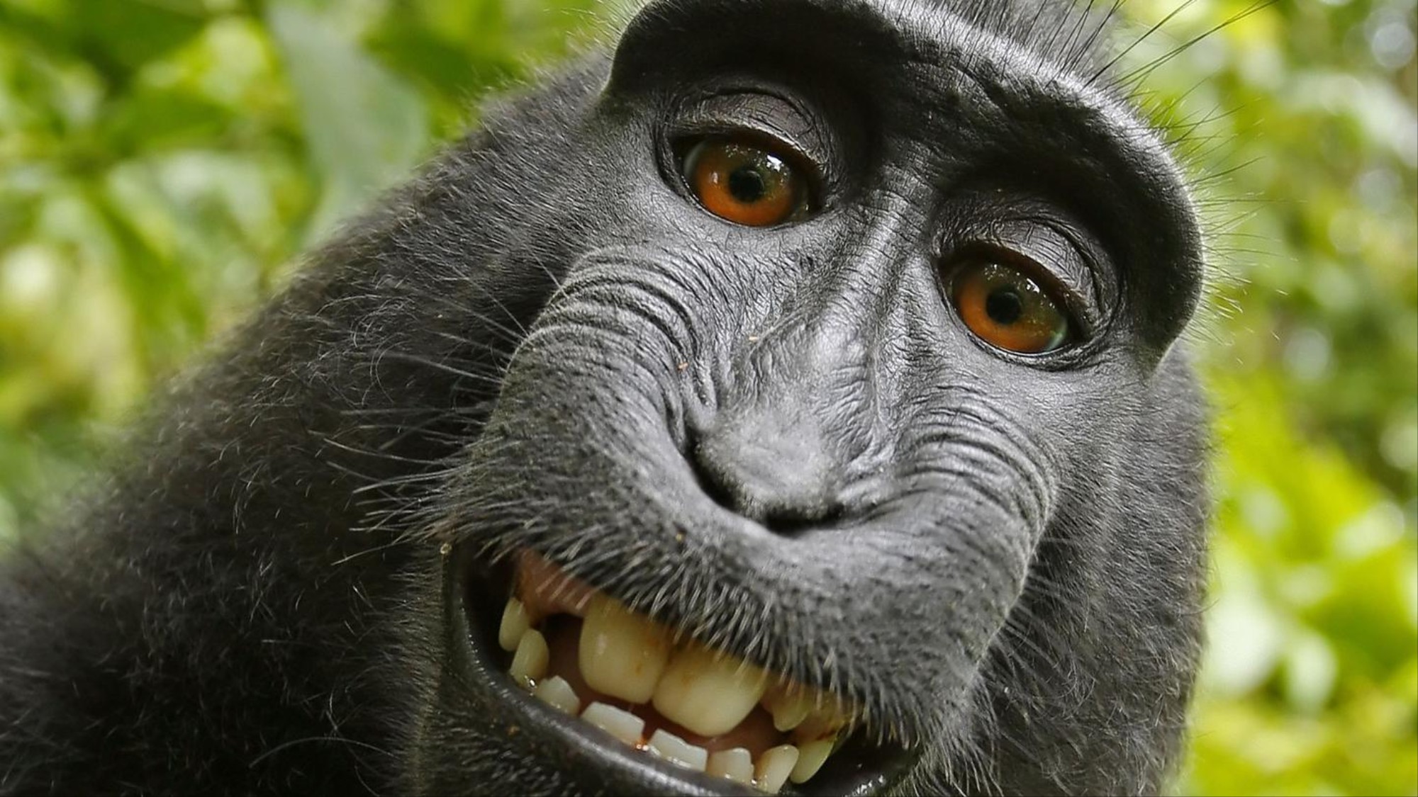 Monyet Selfie Dari Indonesia Menggugat Fotografer Ke Pengadilan Vice