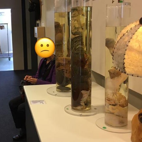 Muzeul de Penisuri din Islanda cauta donatori!