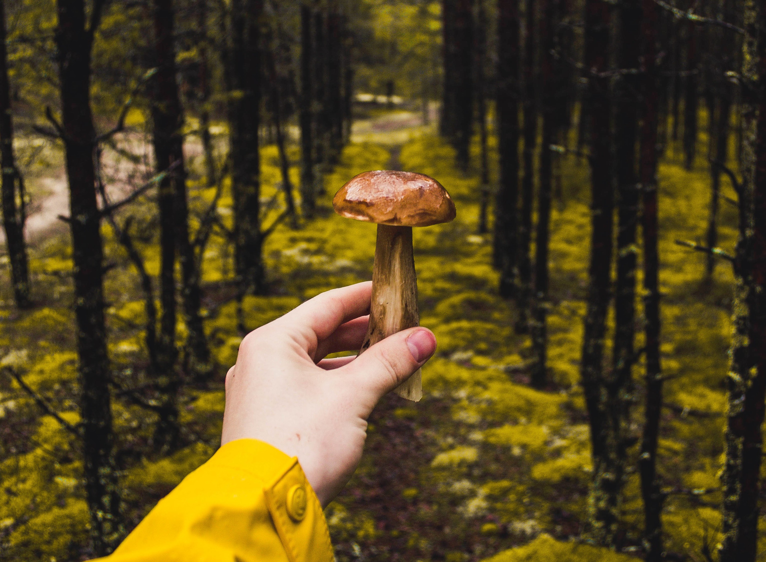 Comment Mourir A Cause D Une Appli D Identification De Champignons