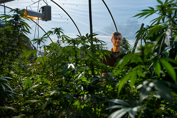 California's Pot Growers Are Worried the State Has Too Much Weed