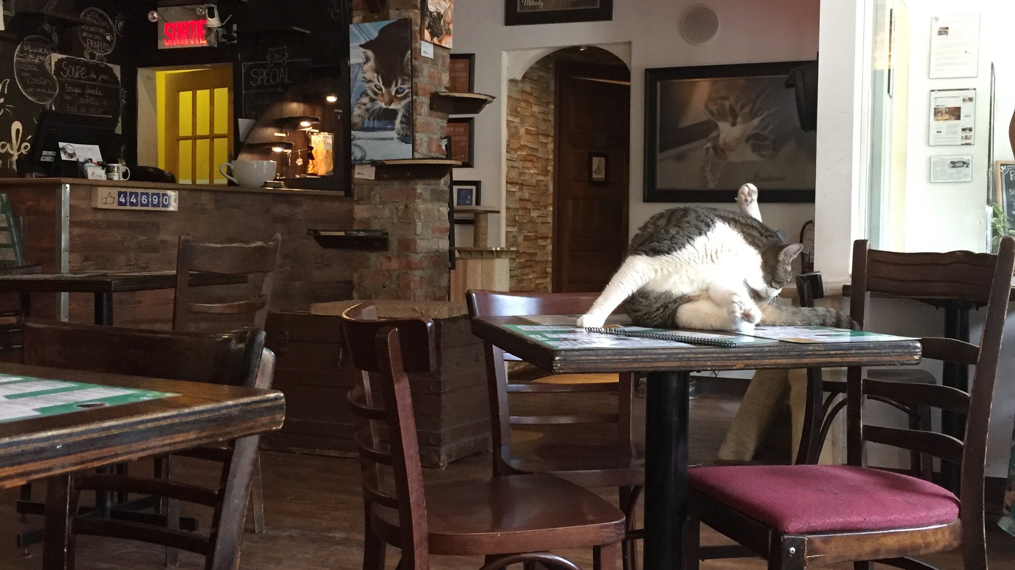 Le Secret Du Succès Des Cafés Des Chats De Montréal Vice