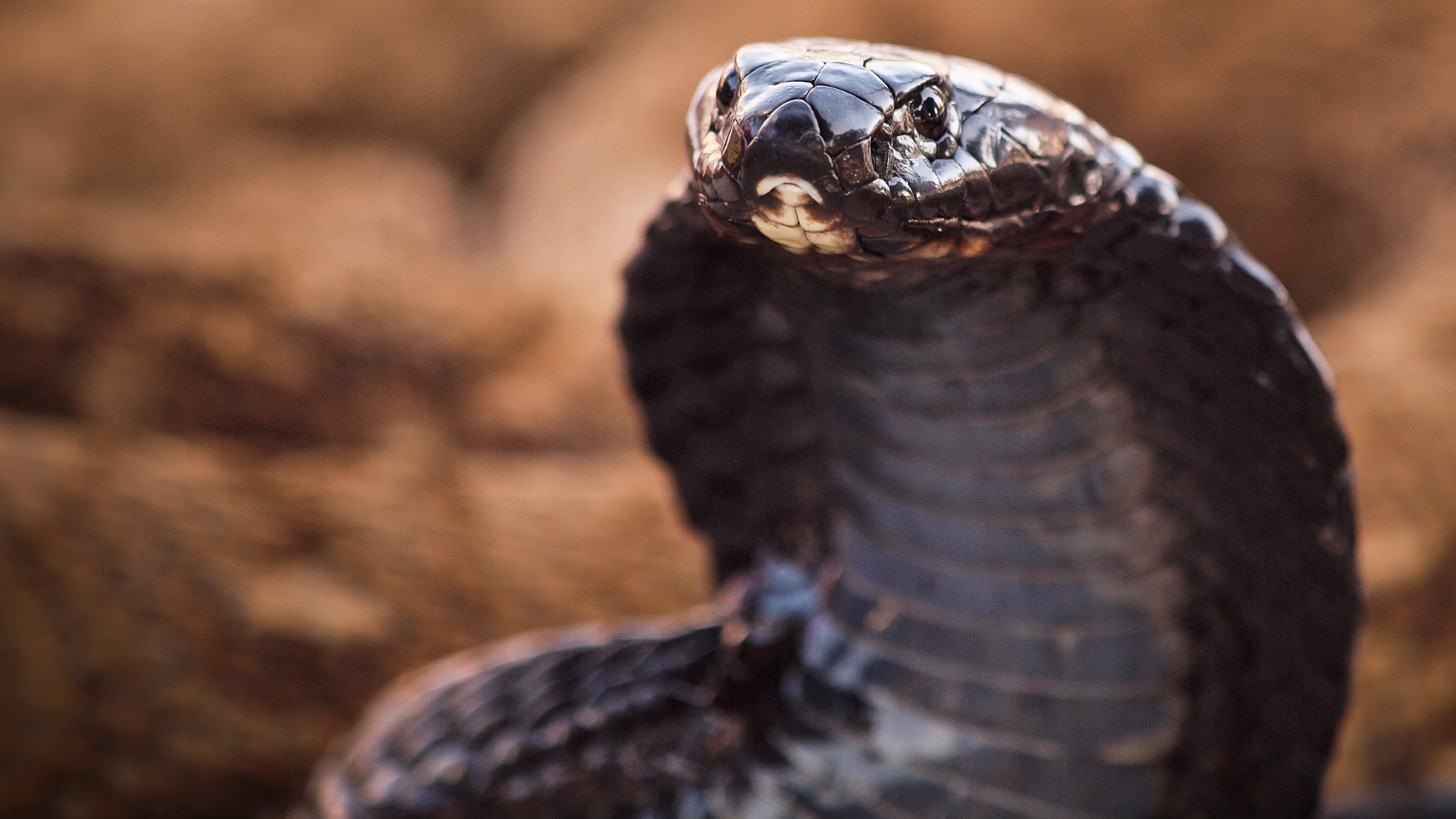 Meet the Woman Serving Cobra Blood on the Streets of Jakarta