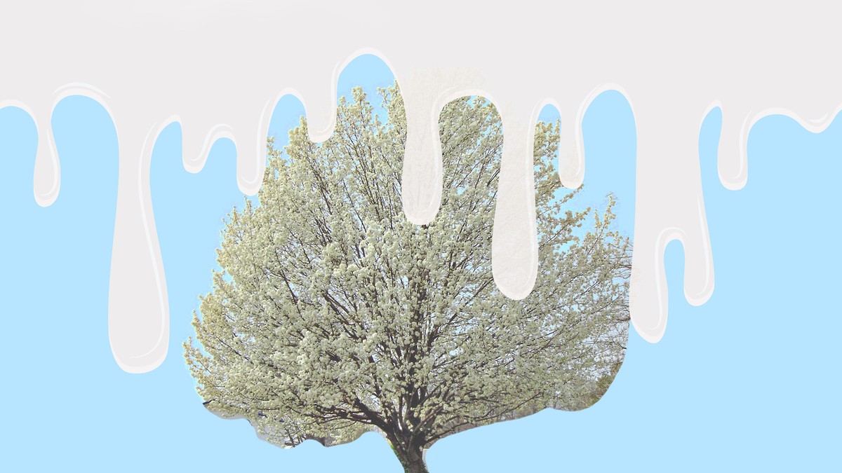 Here’s Why the Trees on Your Street Smell Like Semen VICE