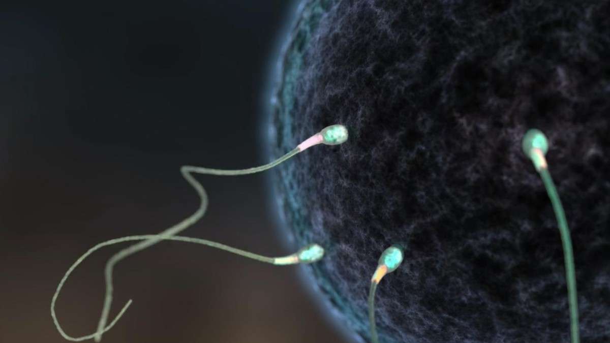 Превью видео на тему ЭКО и онкология