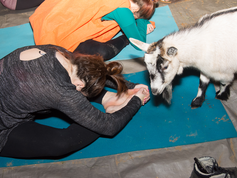 Goat Yoga craze combines relaxing pastime with small animals