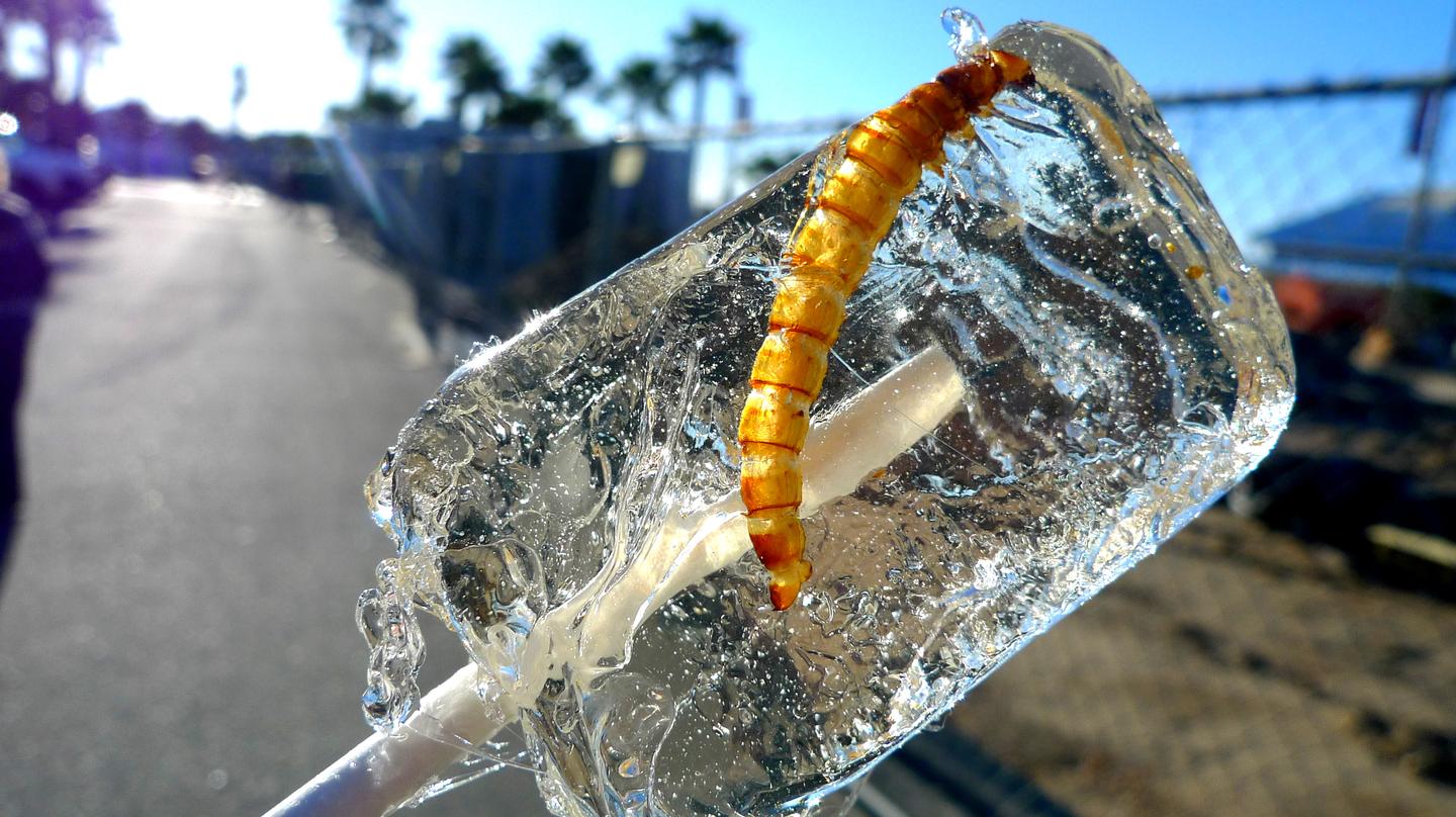 Von der Kunst, Insekten in Süßigkeiten zu verwandeln