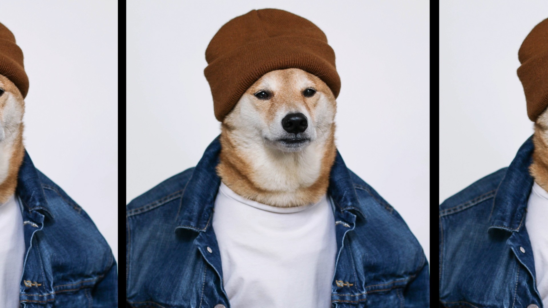 Bodhi menswear online dog