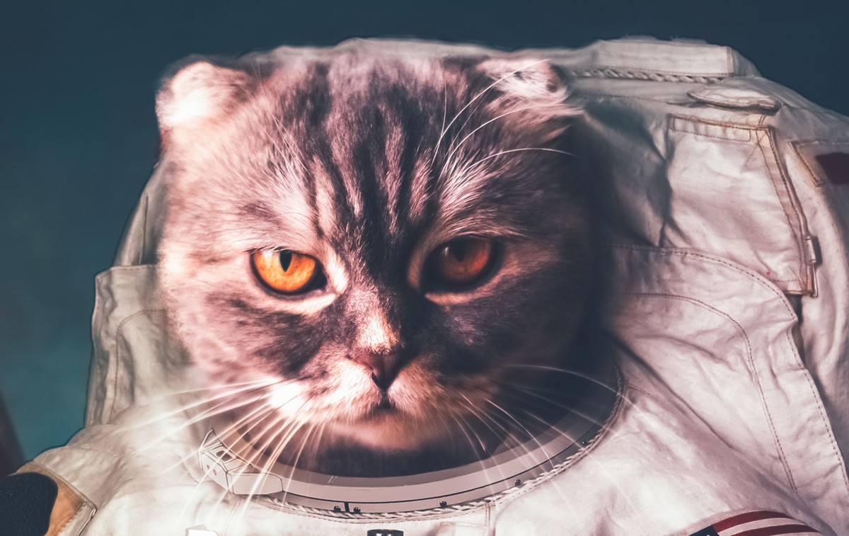 Finally! Someone Is Crowdfunding a Statue for the First Cat in Space VICE