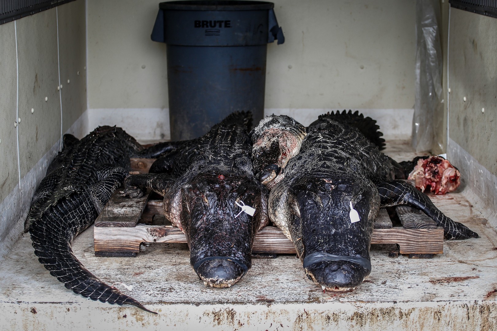 With alligator season underway, hunters discuss the dying business