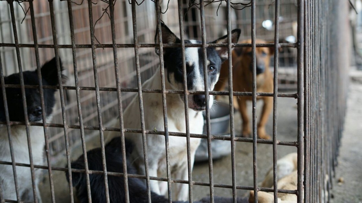 The Uncomfortable Truth Behind Medan's Dog Meat Trade