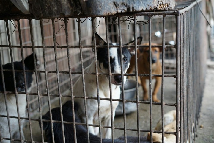 The Uncomfortable Truth Behind Medan's Dog Meat Trade - VICE