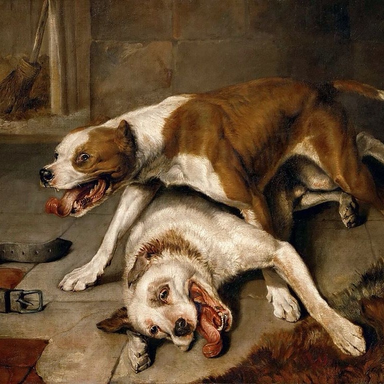 Your Yorkie Was a Killing Machine Your Yorkie Was a Killing Machine