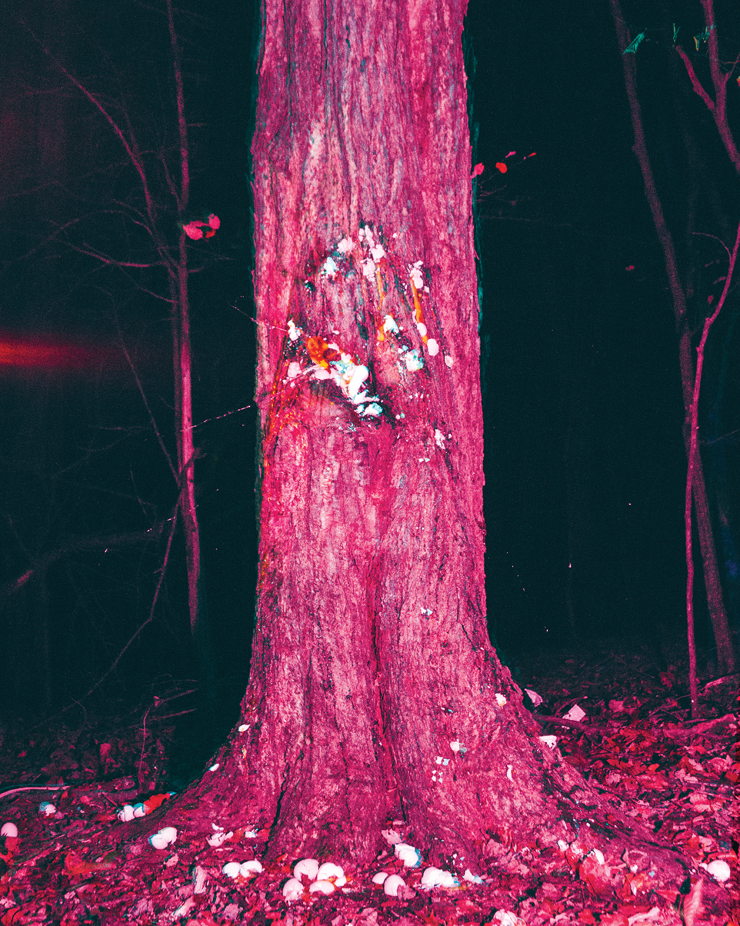 Strange facts about roosters image