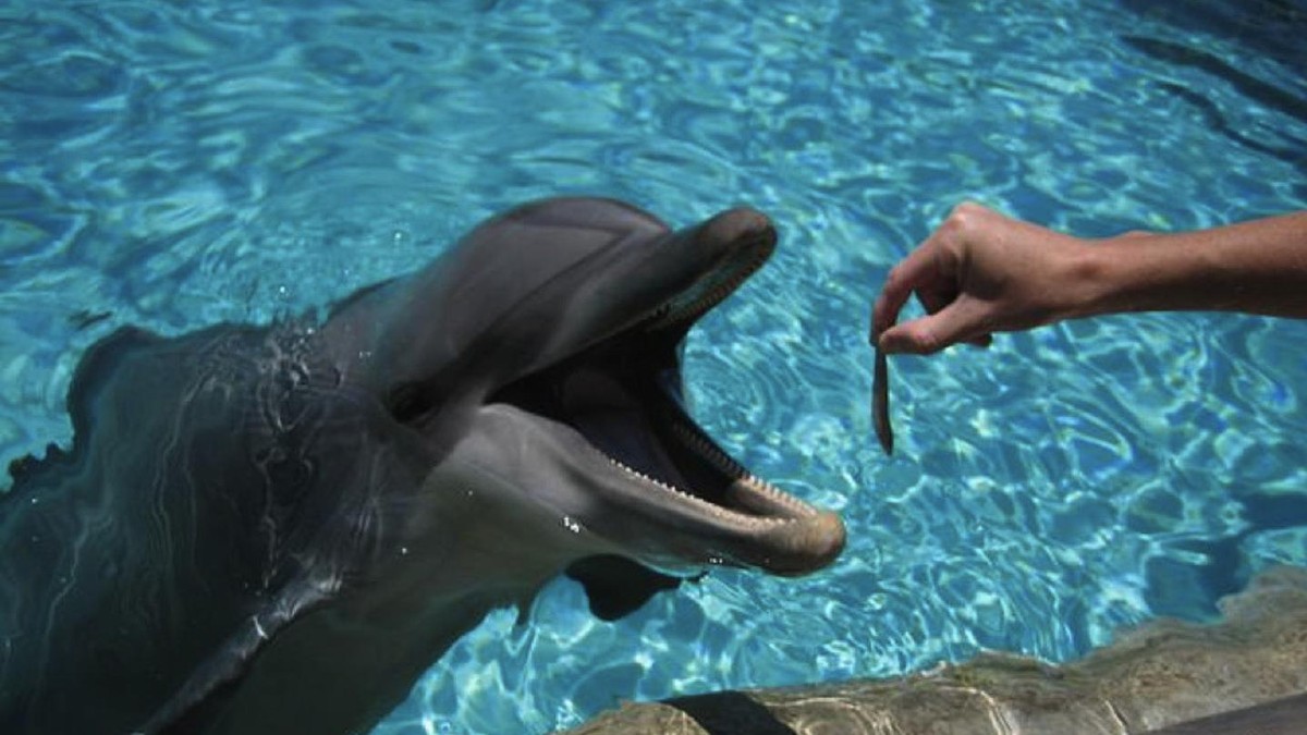 Дельфин-Афалина. Питание дельфинов. Хищные дельфины. Дельфин ест. Удовольствие с дельфином